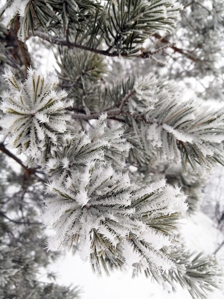 Photograph by Anna Balabanova