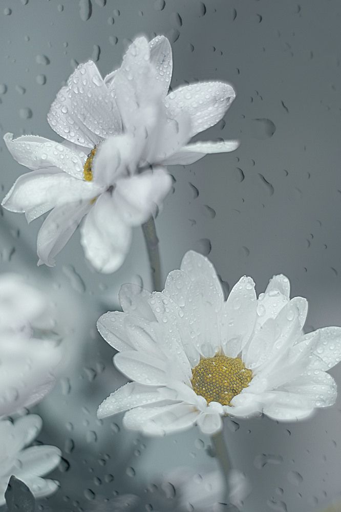 Photograph by lyudmila Soloveva