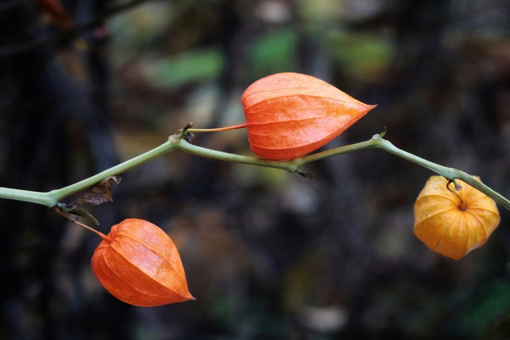 Photograph by Инна Карасева