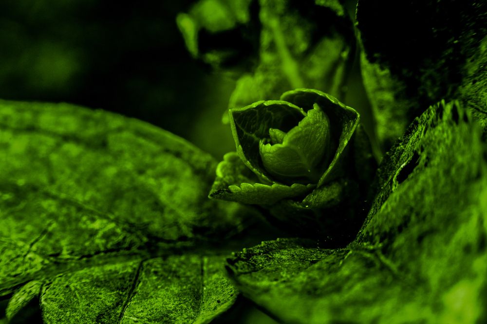 Фотография автора Gabriel de Araujo Almeida