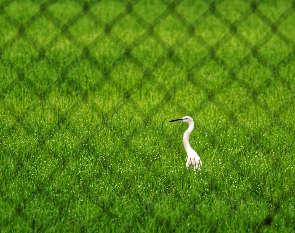 Photograph by Pheap Sophinh