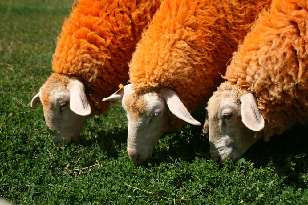 Photograph by Aleksandr Tikhomirov