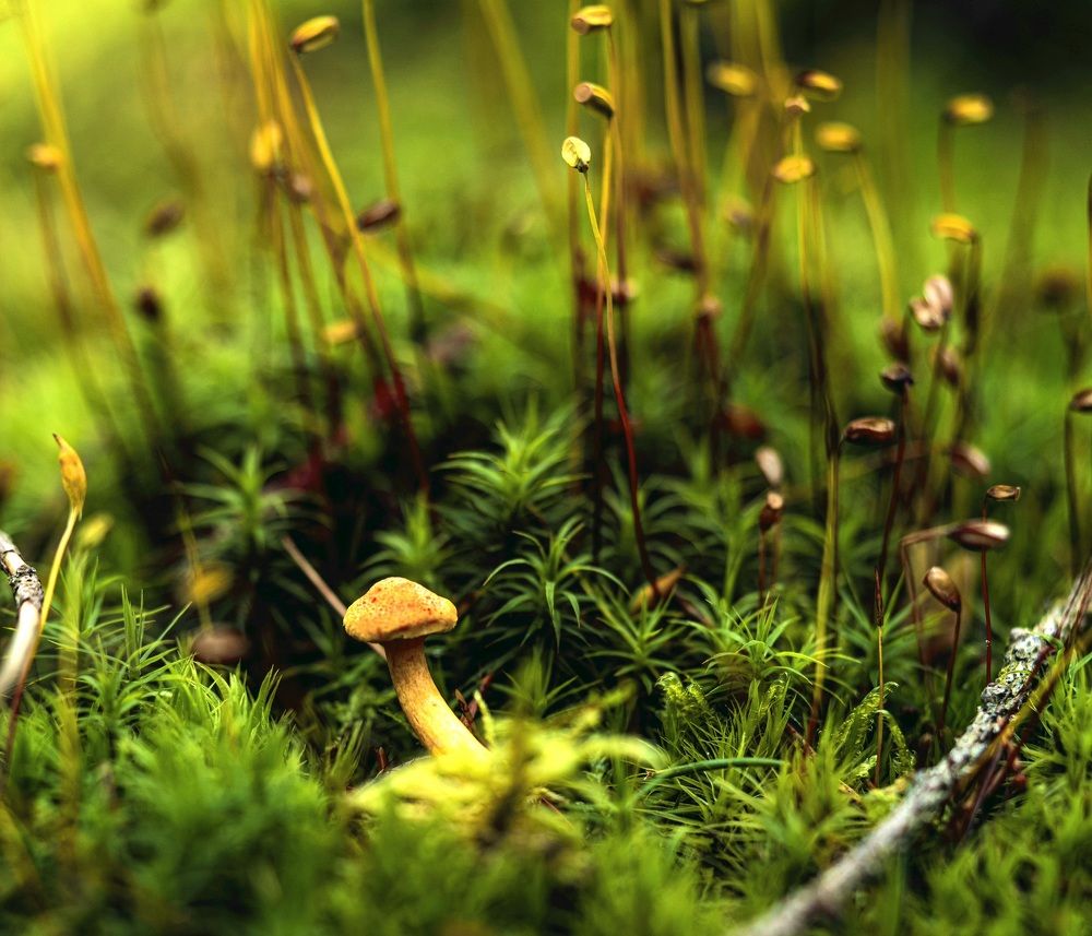 Фотография автора Igor Lukin