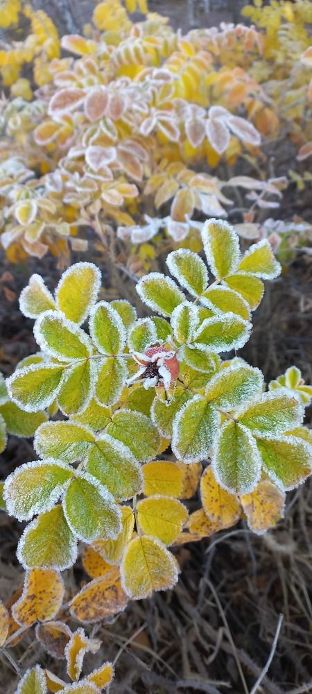 Photo #9509132