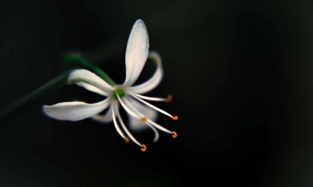 Photograph by lyudmila Soloveva