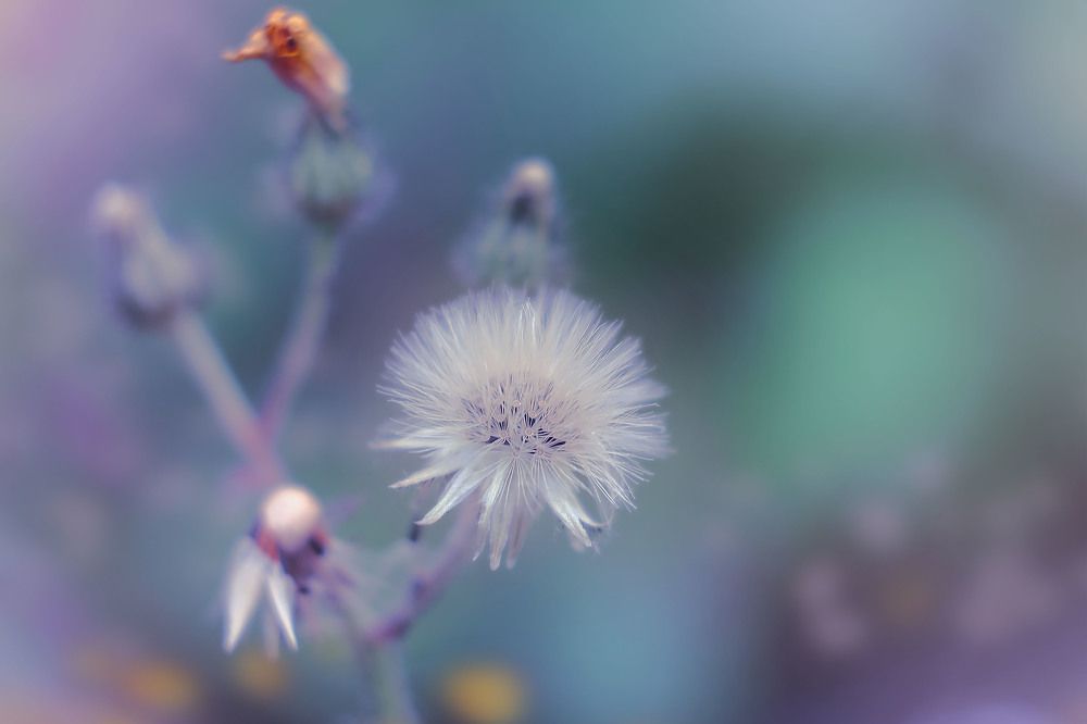 Photograph by lyudmila Soloveva
