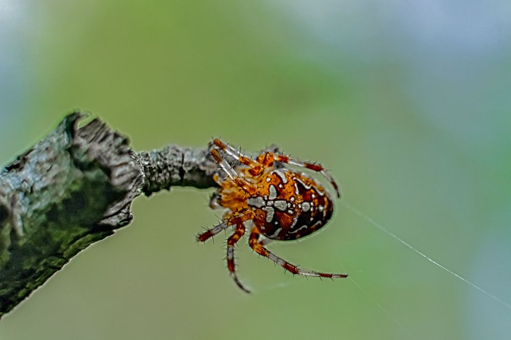 Photograph by lyudmila Soloveva
