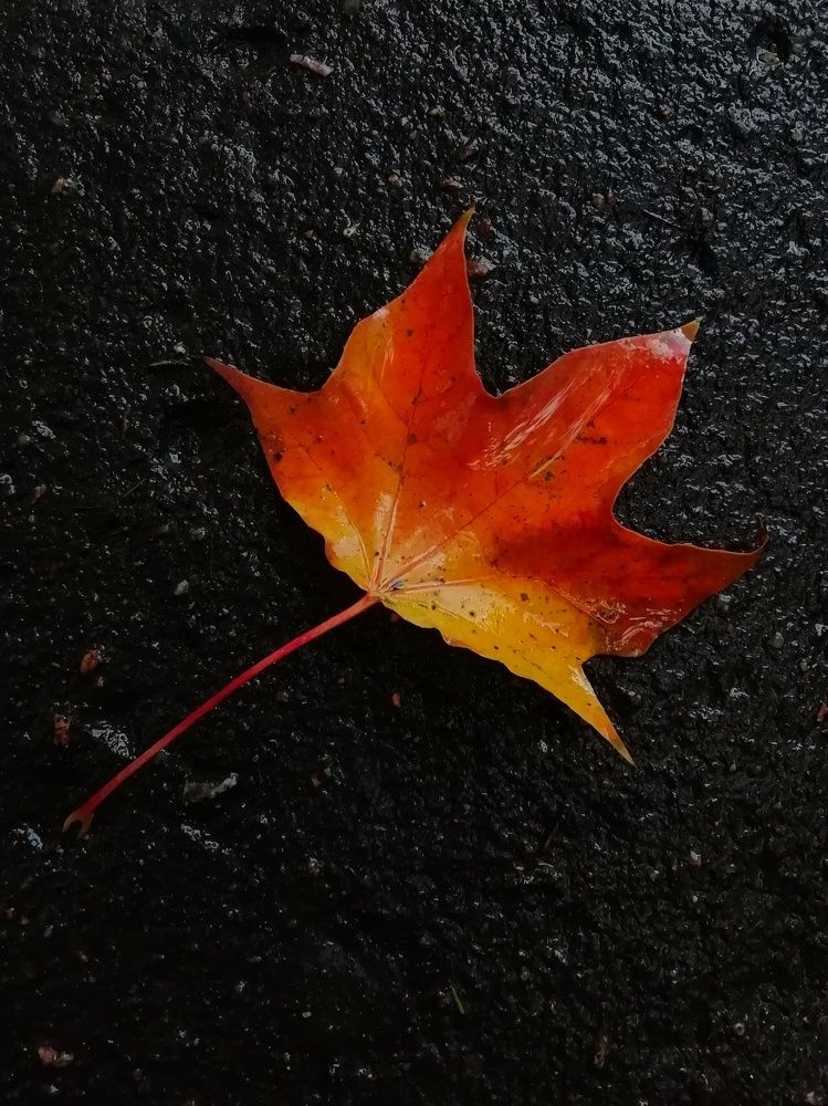 Photograph by Екатерина Чижевская