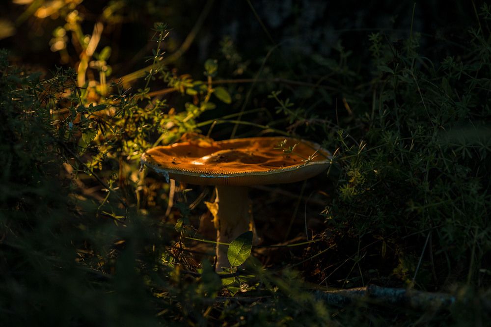 Photograph by ИРЕНА Цурпал