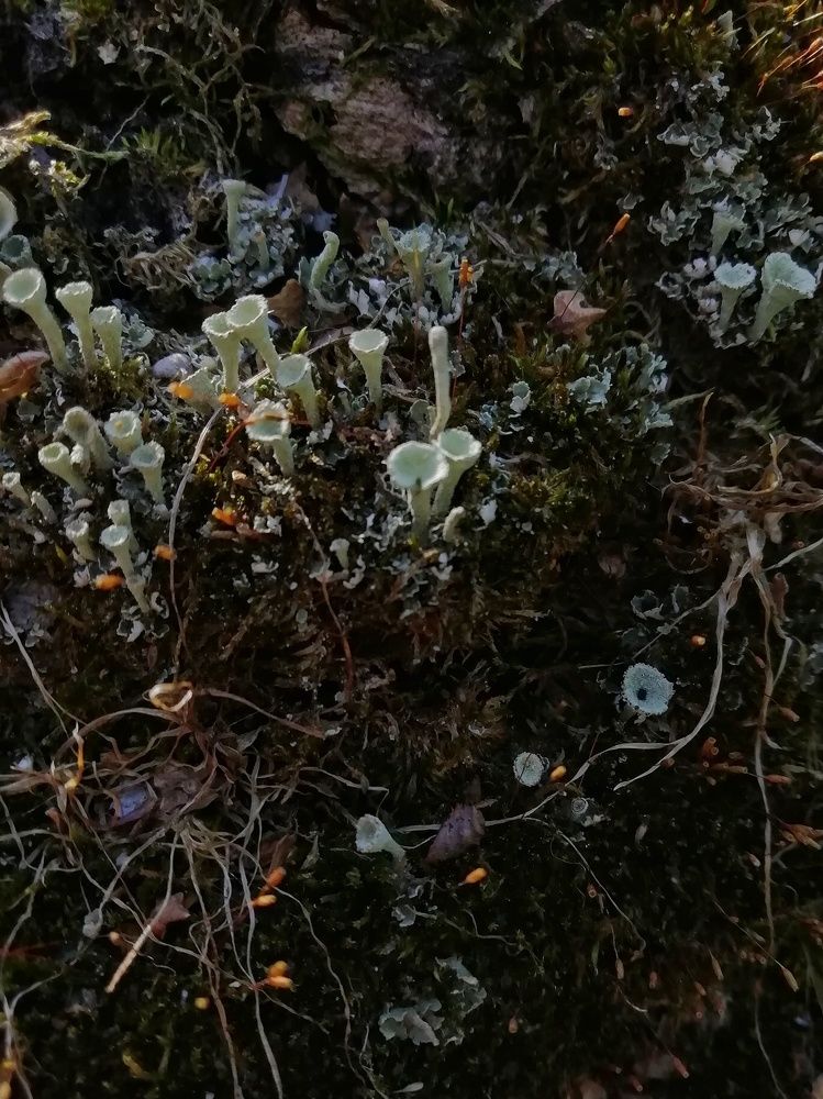 Photograph by Екатерина Чижевская