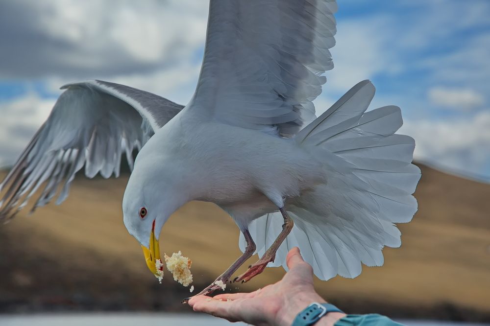 Photograph by Олег Раков