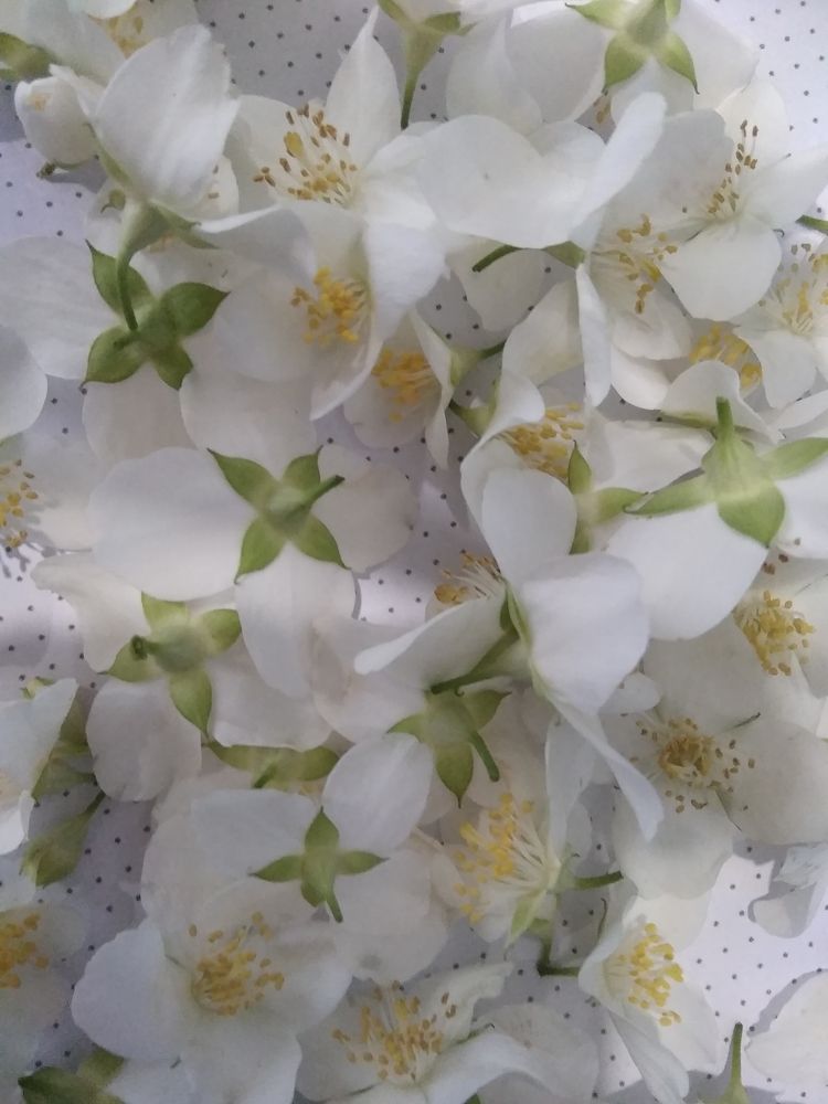 Photograph by Irinochka Zorina