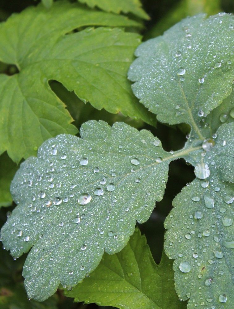 Photograph by Елена Калганова