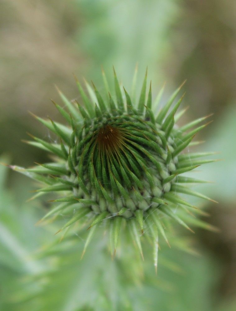 Photograph by Елена Калганова