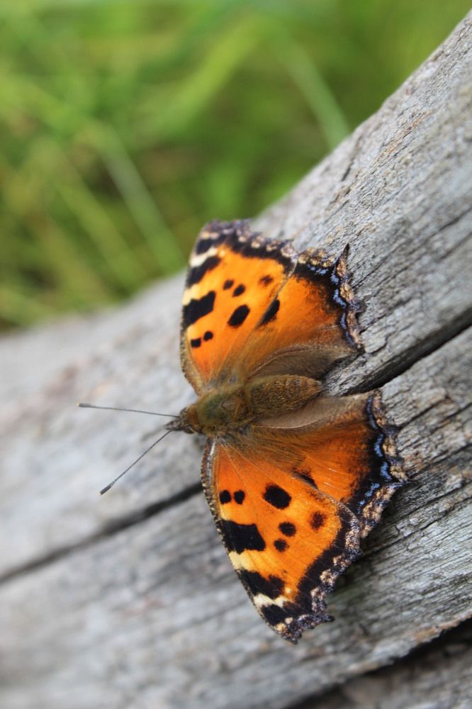 Photograph by Елена Калганова