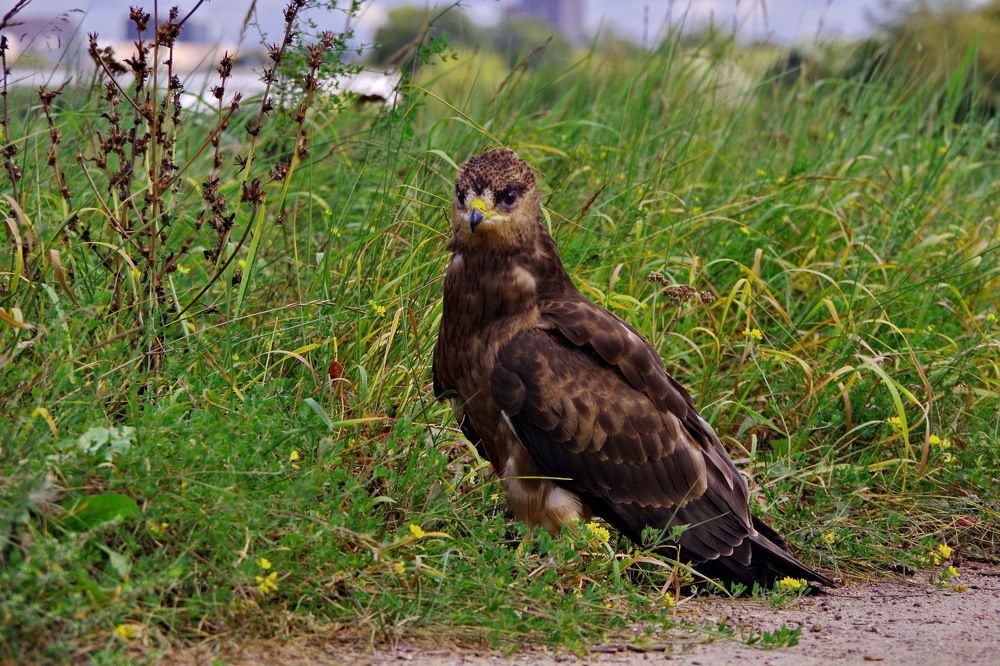 Photograph by Алексей Бородинов