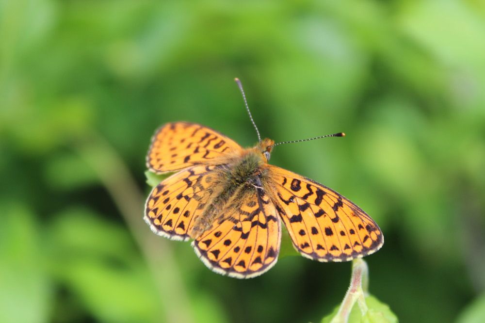 Photograph by Елена Калганова