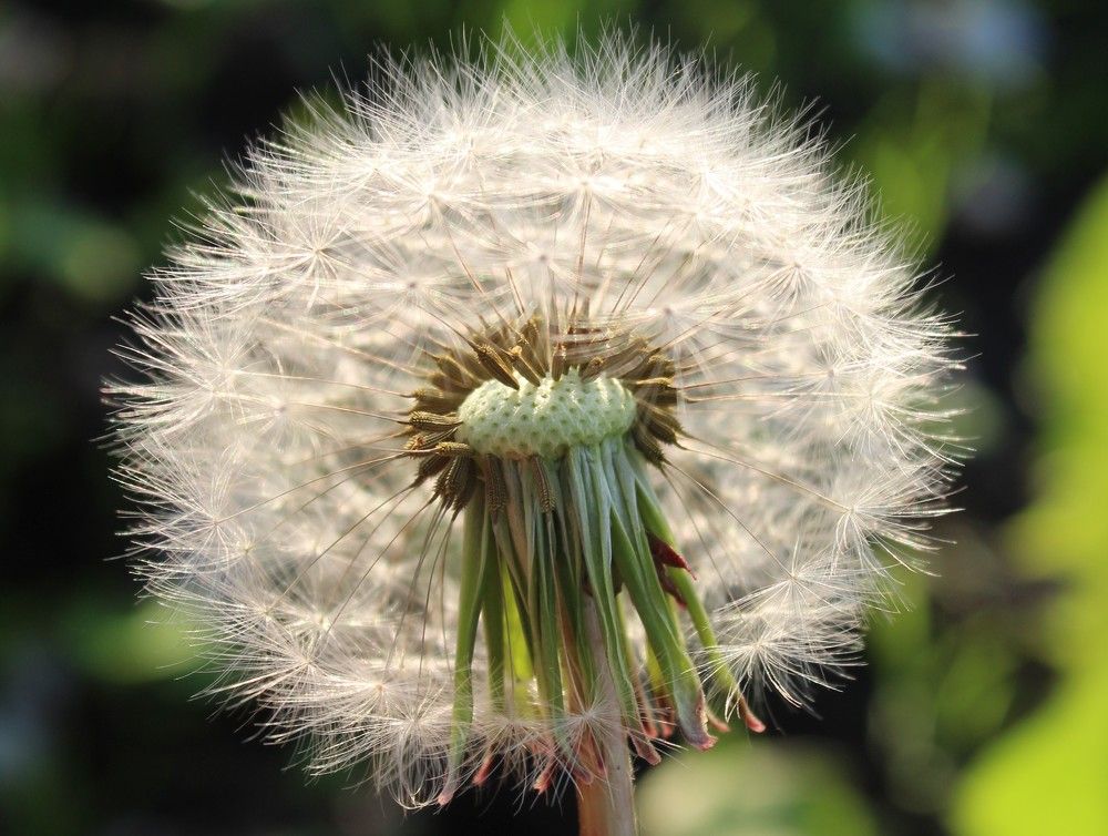 Photograph by Елена Калганова