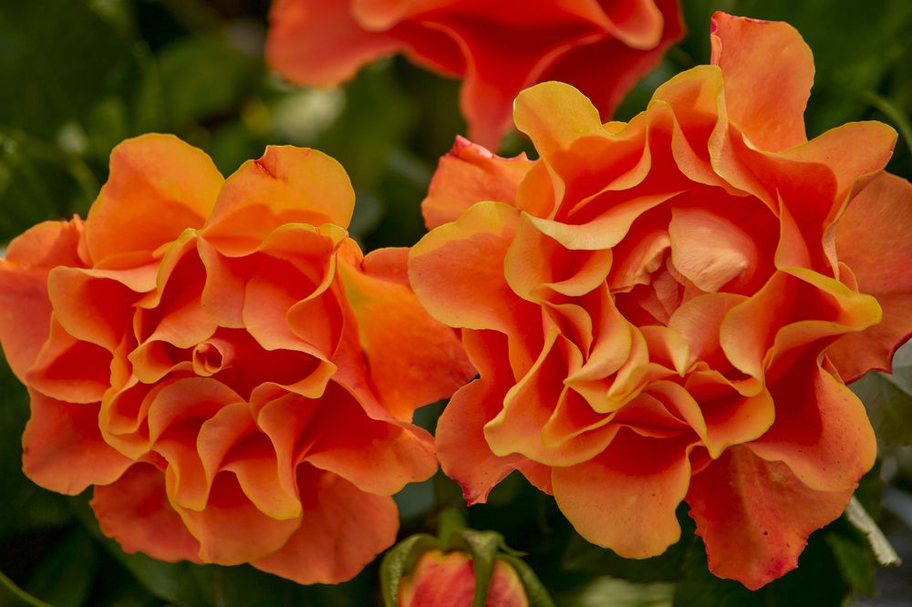 Photograph by Устинов Андрей