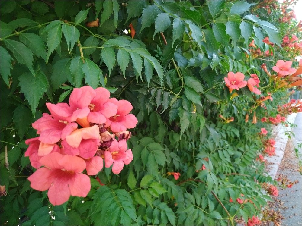 Фотография автора Danica Utjesinovic