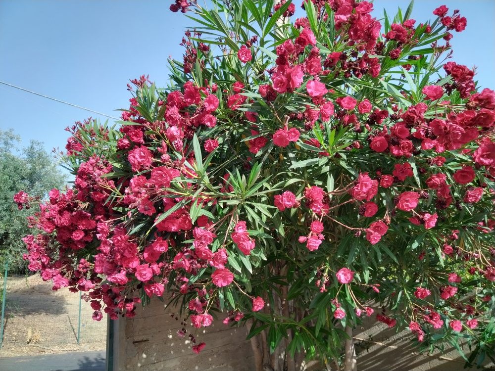 Фотография автора Danica Utjesinovic