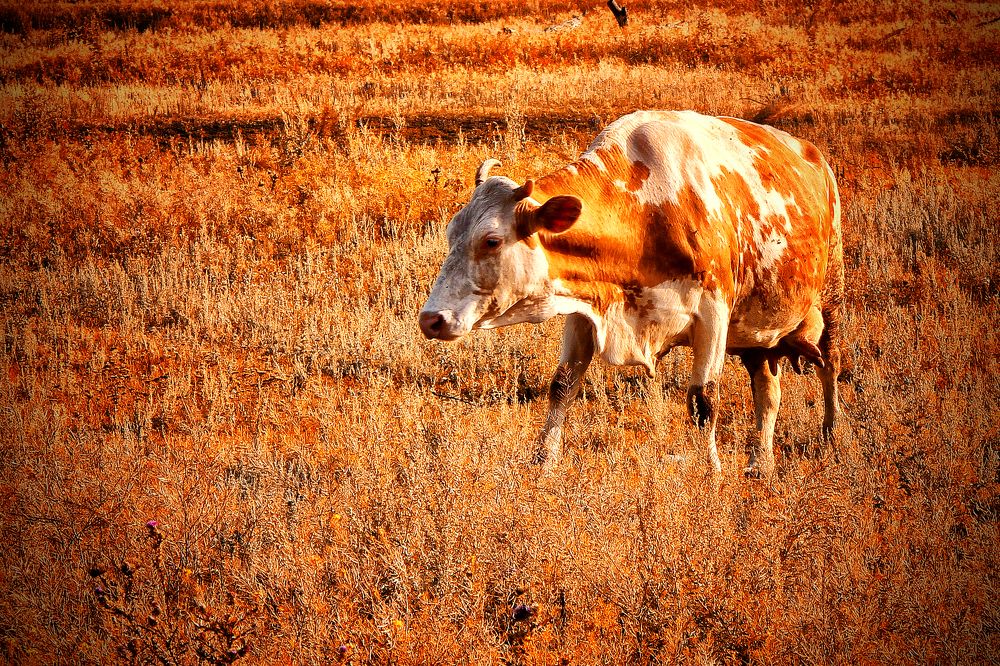 Photograph by Vitaliy Saposhnikov