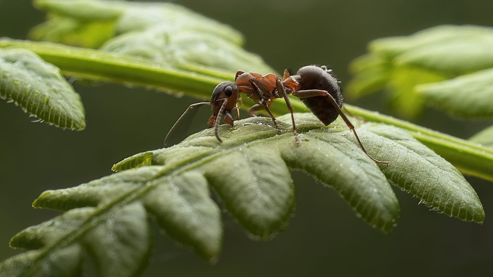 Photograph by Людмила Железнова