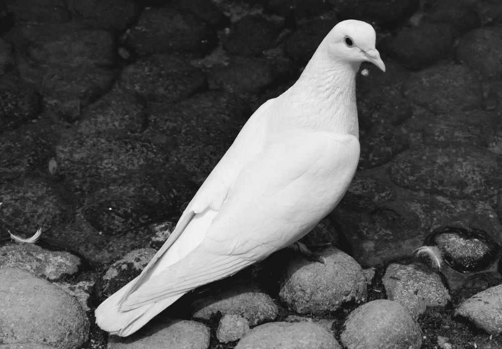 Гълъбът - символ на мира