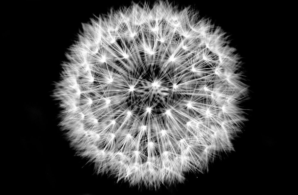 Dandelion - a world full of miracles