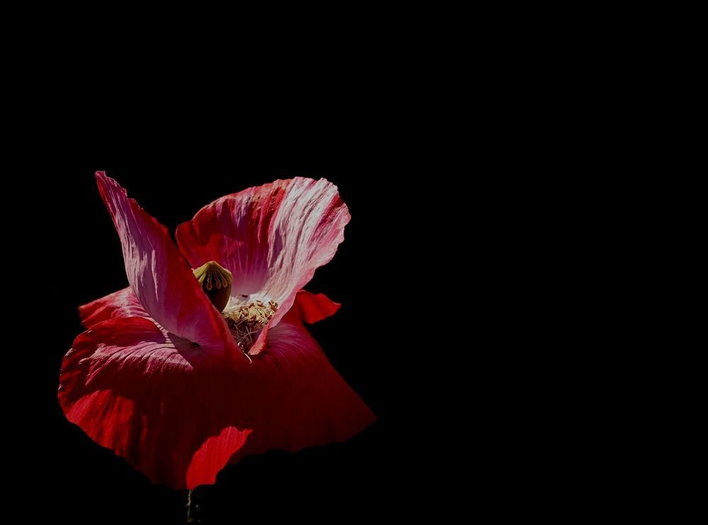 Photograph by Irina Dali