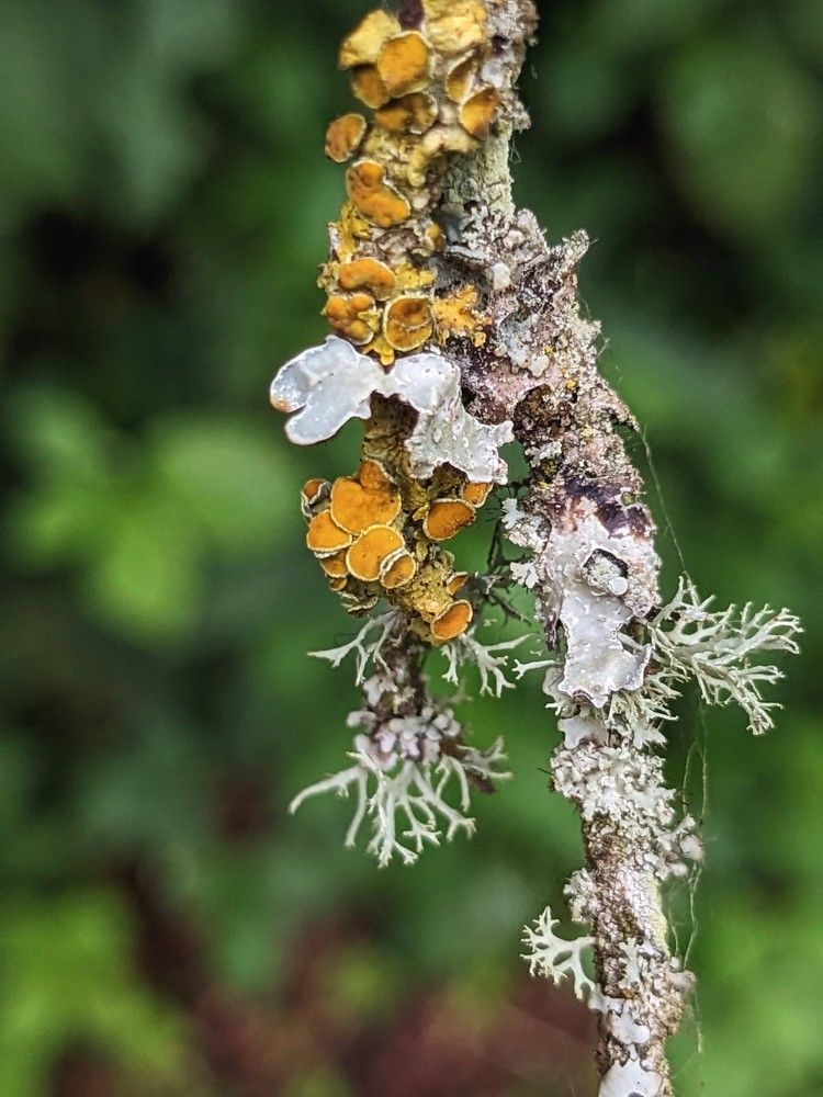 Moss and Lichen