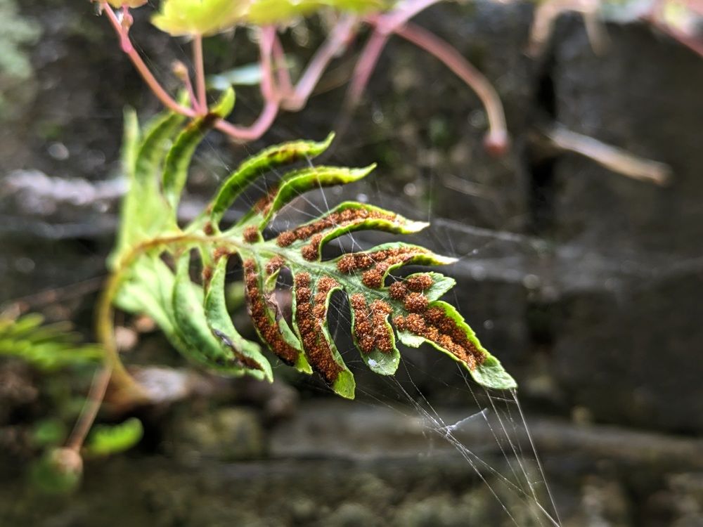 Fern growing from a wall
