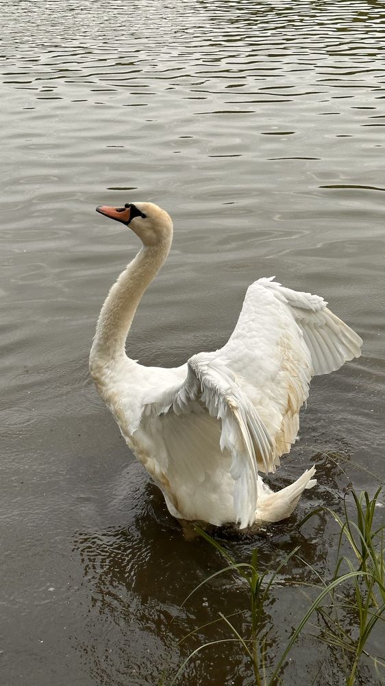 Photograph by Ольга Золотухина