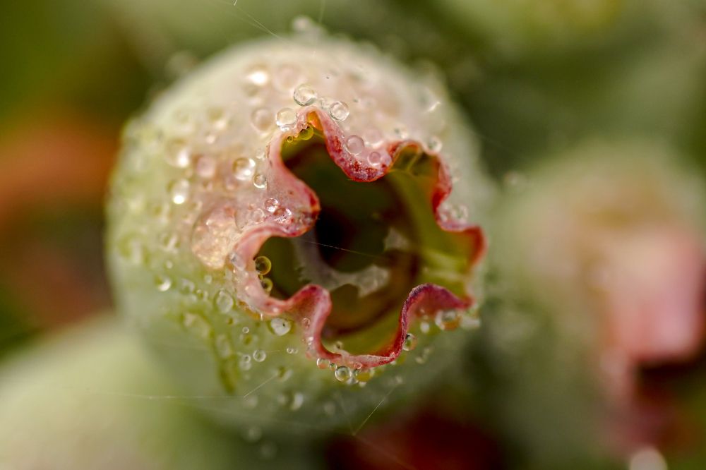 Photograph by Алфия Бугакова