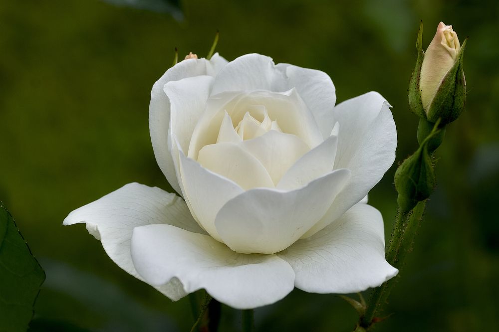 Photograph by Устинов Андрей