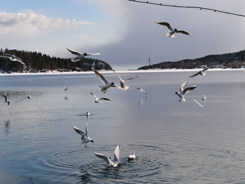 Photograph by Елена