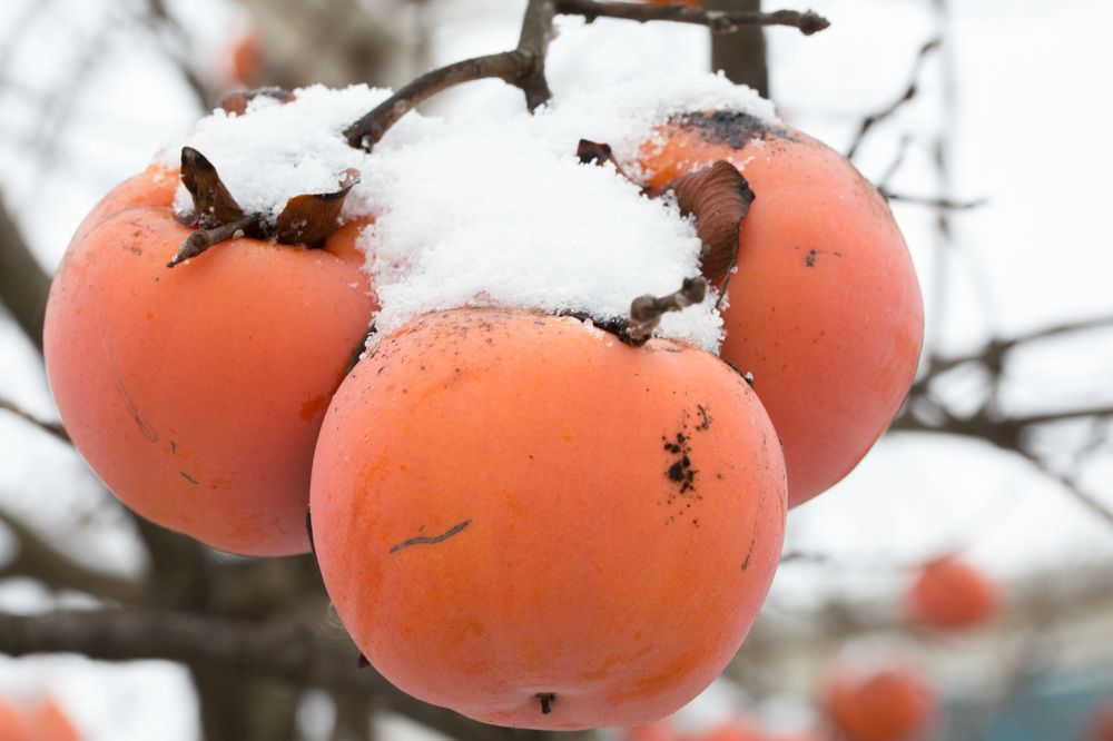 Photograph by Natalya Snegovaya