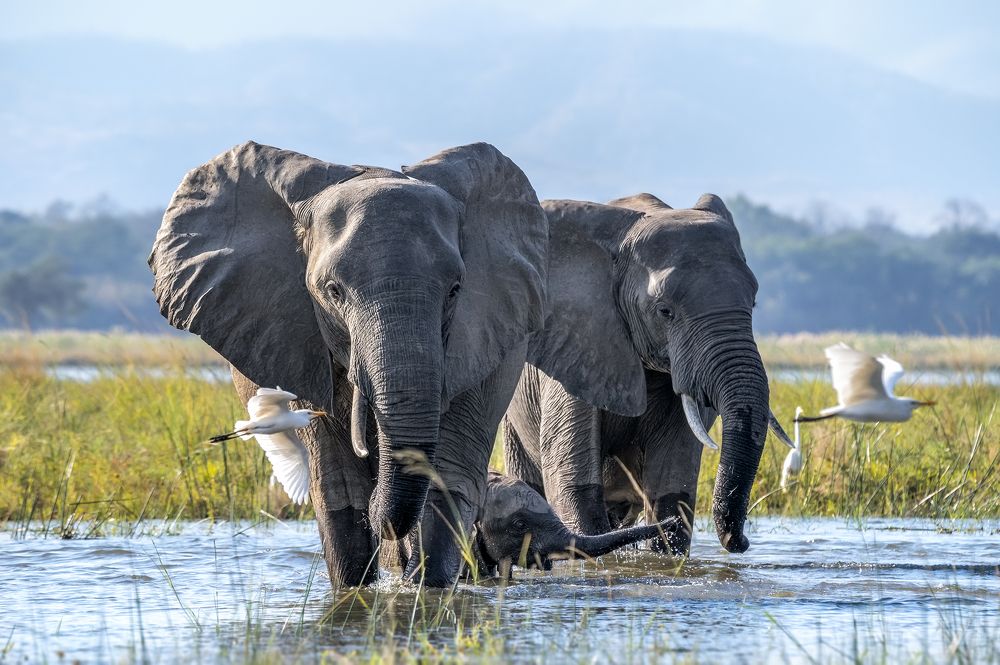 CROSSING ZAMBEZI RIVER