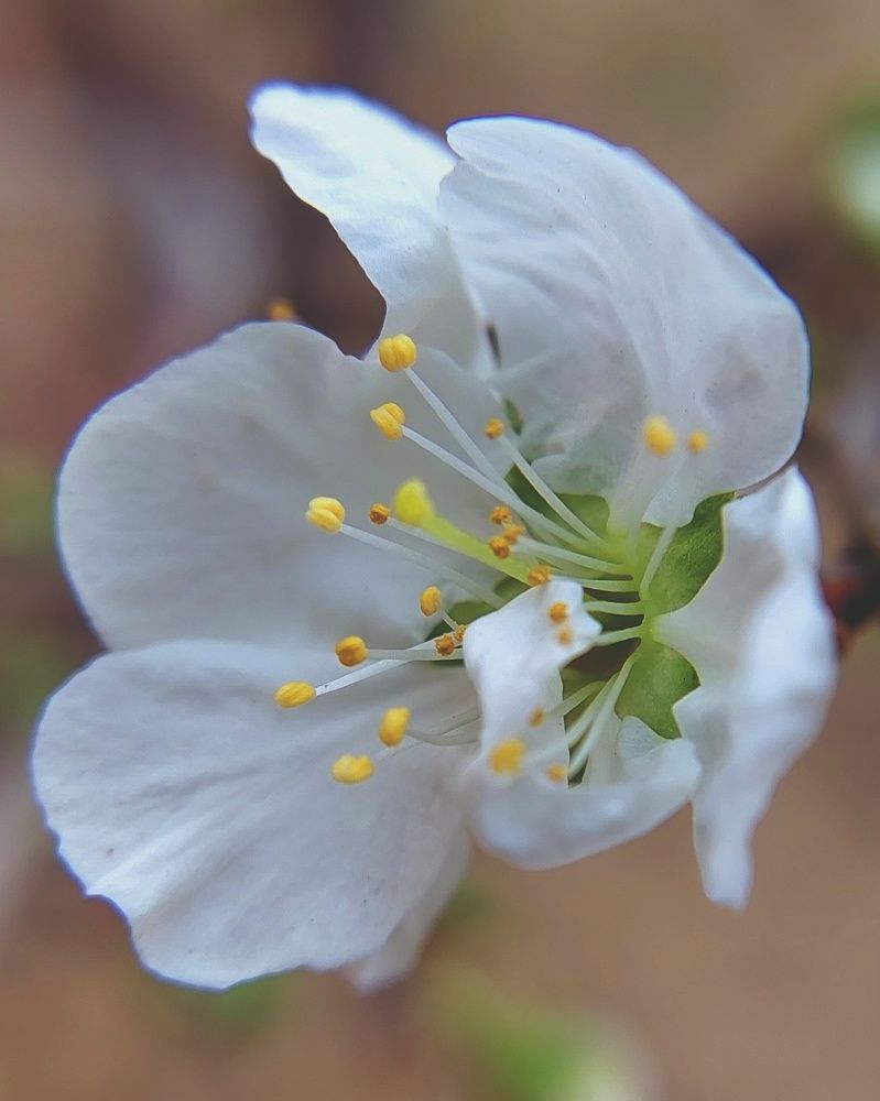 Фотография автора Saraswati