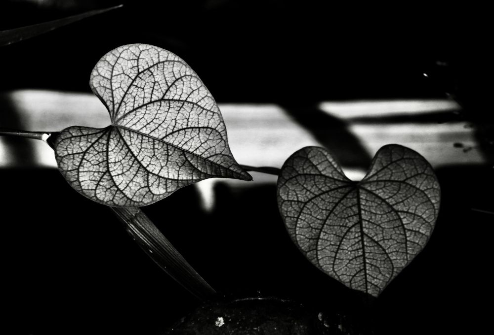 Photograph by Waleed Yousuf Alwahaibi