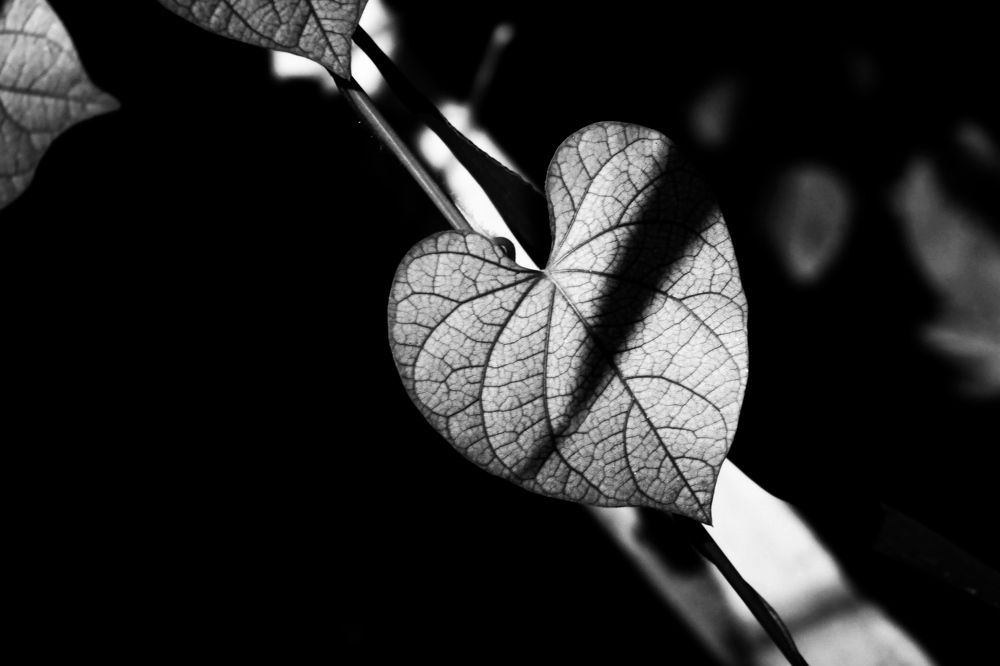 Photograph by Waleed Yousuf Alwahaibi