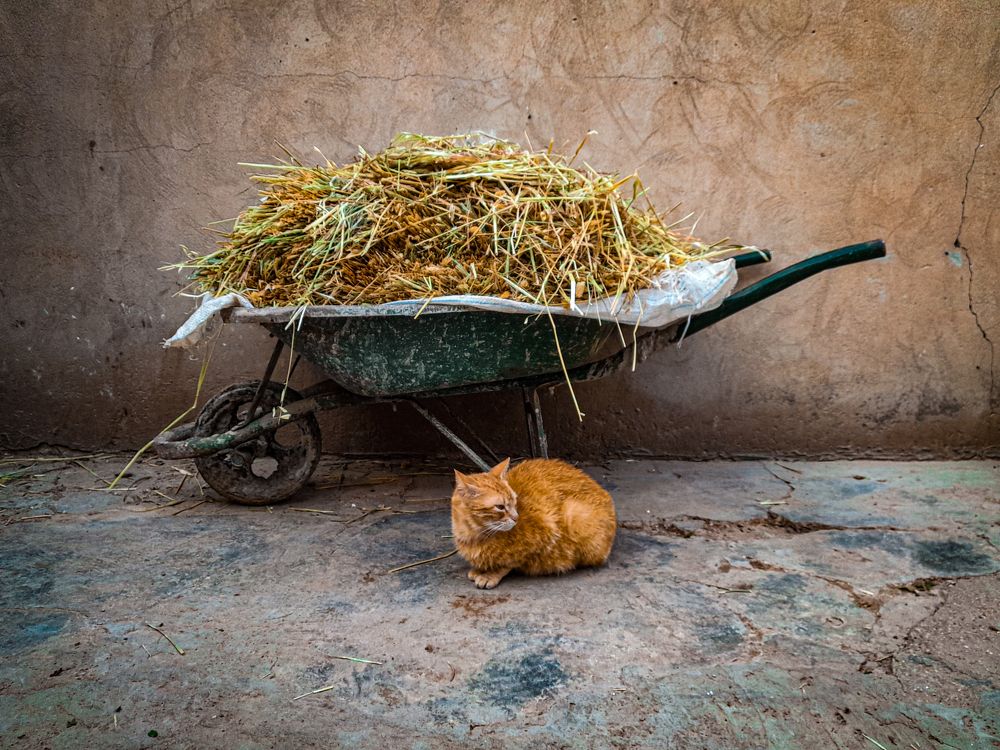 Фотография автора Nafaademmane