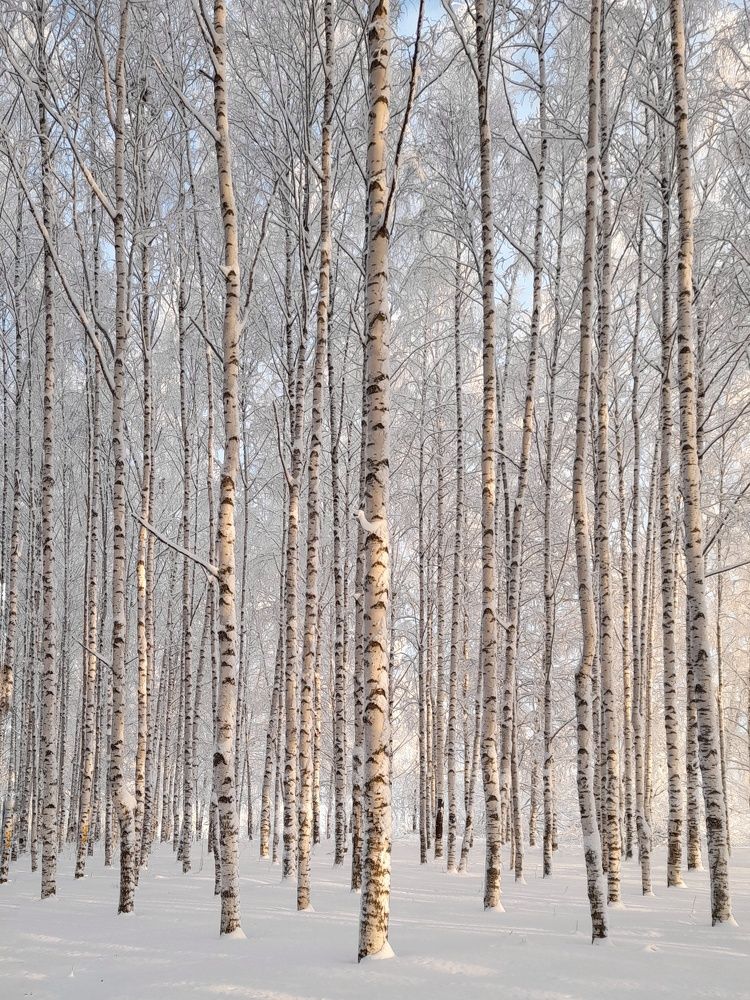 Фотография автора Тамара Караваева