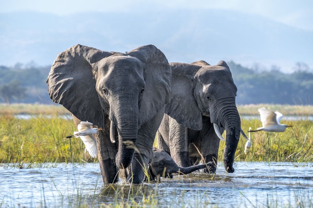 CROSSING ZAMBEZI RIVER