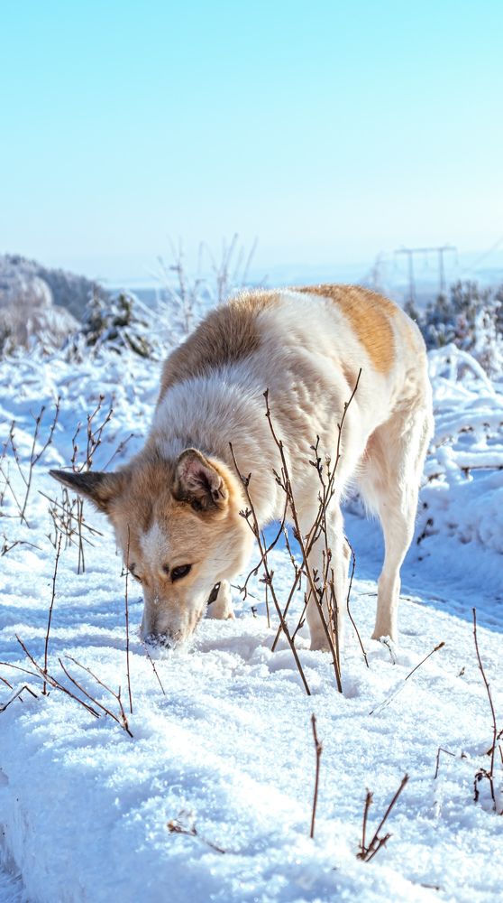 Photograph by Дмитрий Вершинин