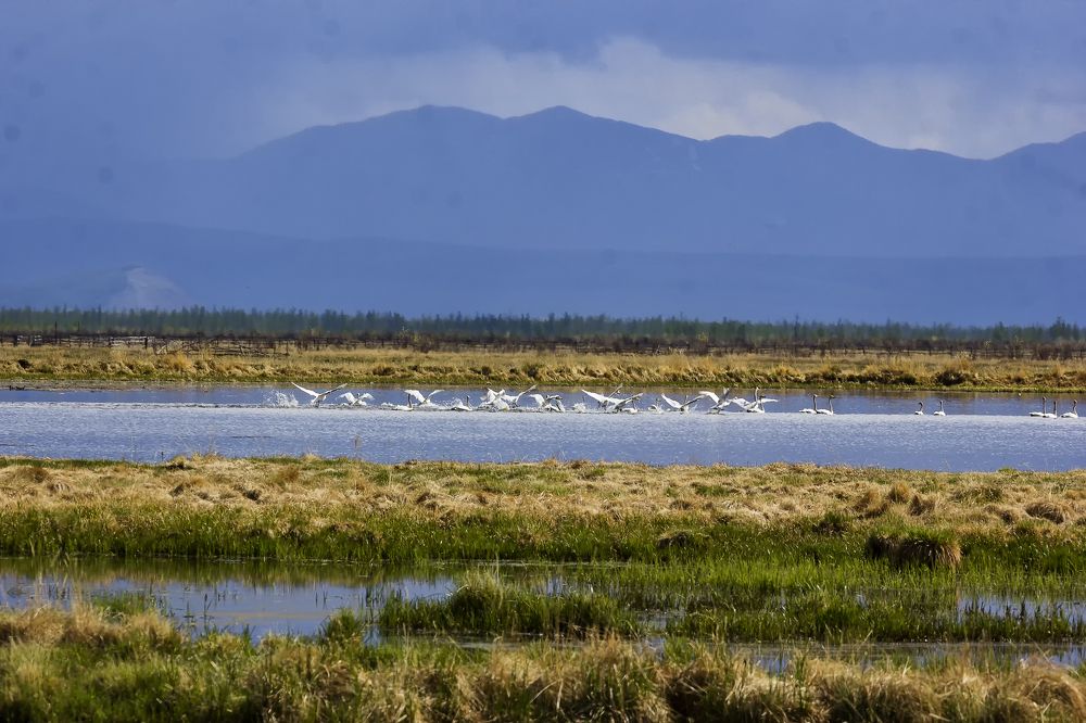 Лебеди прилетели.
