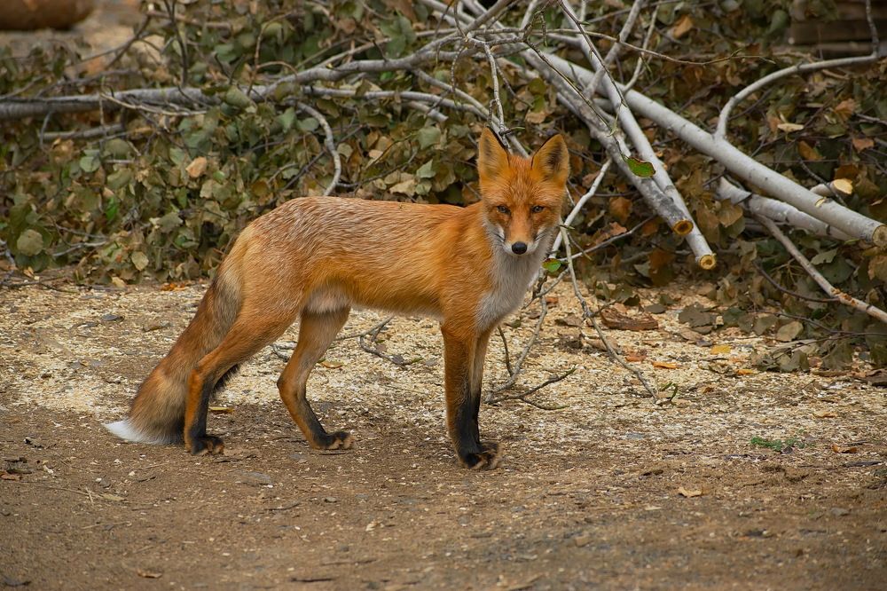 Рыжий лис и Лето.