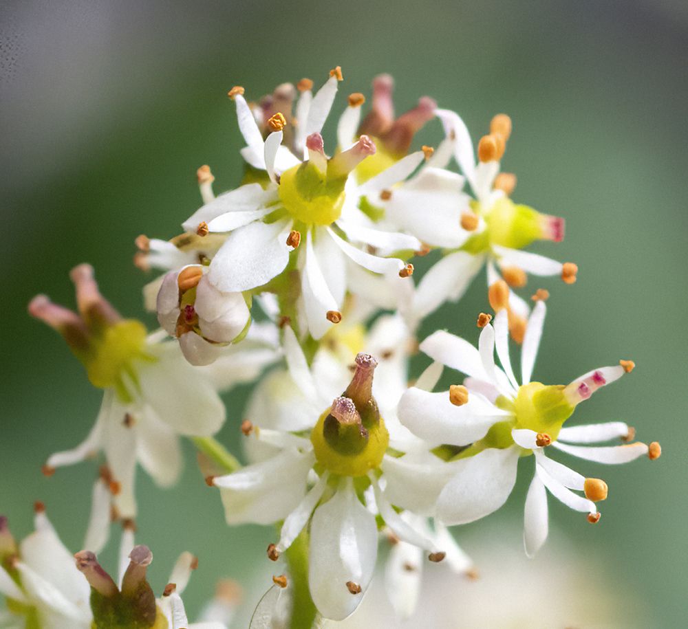 Фотография автора Петр Косачев