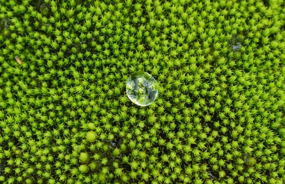 Photograph by Ольга Шибяева