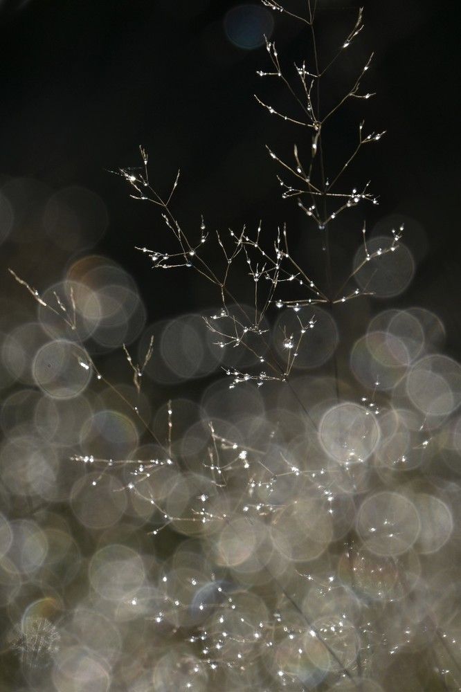 Фотография автора IRINA FILIPPOVA